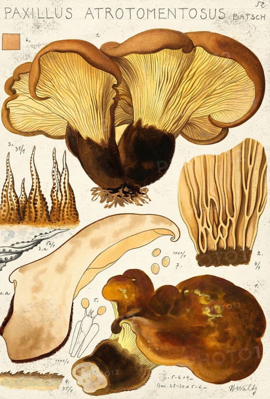 Mushroom, fungi, velvet foot wood crempling or velvet foot crempling for short, Paxillus atrotomentosus, authentic reproduction of an illustration by Hans Walty (1868-1948) from around 1915, historical