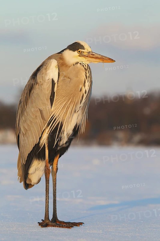 Grey Heron (Ardea cinerea), Berlin, Germany
