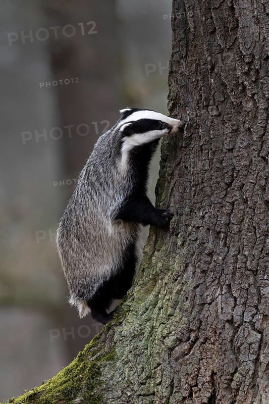 European badger (Meles meles), Bitburg, Rhineland-Palatinate, Germany