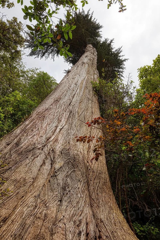 Matai Tree, Glenfalloch Gardens, Dunedin, Neuseeland