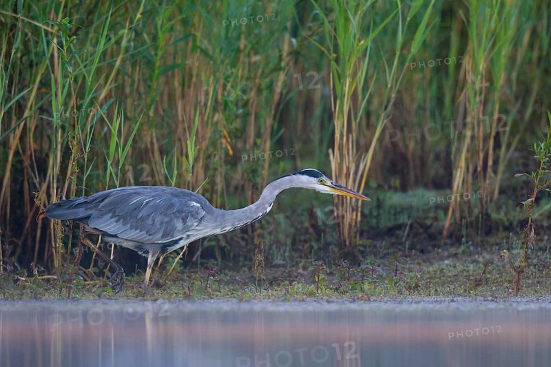 Grey Heron (Ardea cinerea) foraging, North Rhine-Westphalia, Germany