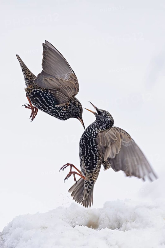 Starling (Sturnus vulgaris), close-up, two adult birds attacking each other in flight in an aggressive territorial fight in winter in the snow, Baden-Württemberg, Germany
