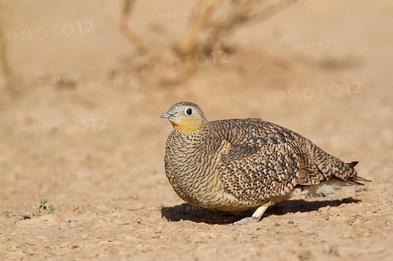 Crowned Sandgrouse (Pterocles coronatus) female, Morocco
