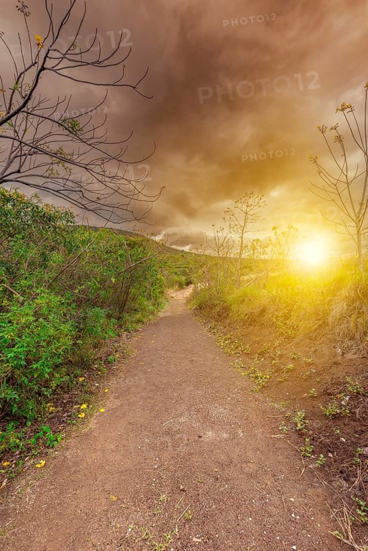 Golden Dirt Trail Illuminated by Dusk Sunlight. Dirt road surrounded by nature illuminated by the sunset