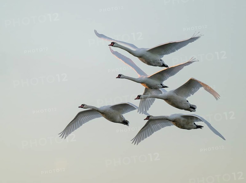 Mute swans (Cygnus olor) in flight, warm morning light, Lower Saxony, Germany