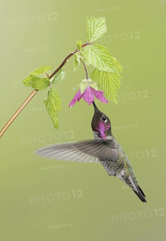 Anna's Hummingbird (Calypte anna), British Columbia, Canada