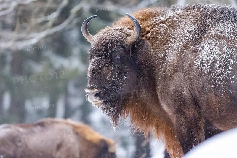European bison (Bison bonasus) or Wisent standing on a meadow next to the forest in winter, snow, Bavaria, Germany