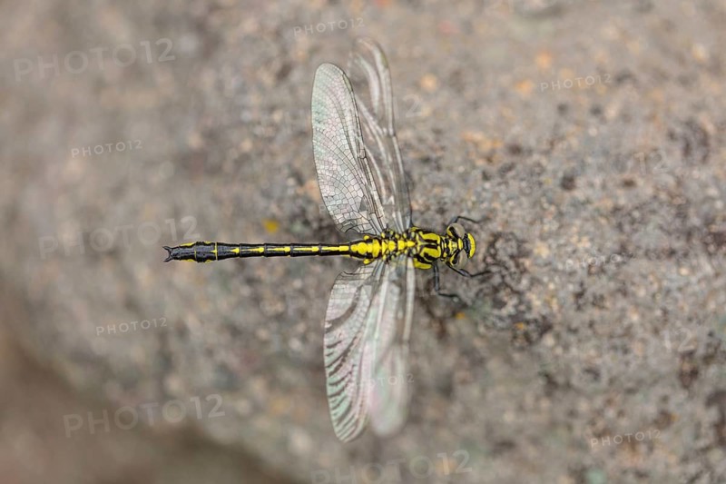 Common Club-tail, (Gomphus vulgatissimu), damselfly, damselfly, dragonfly, insect, Lesbos, Lesbos Island, Greece