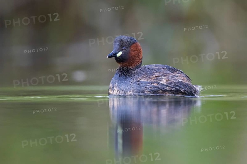 Little Grebe (Tachybaptus ruficollis), North Rhine-Westphalia, Germany