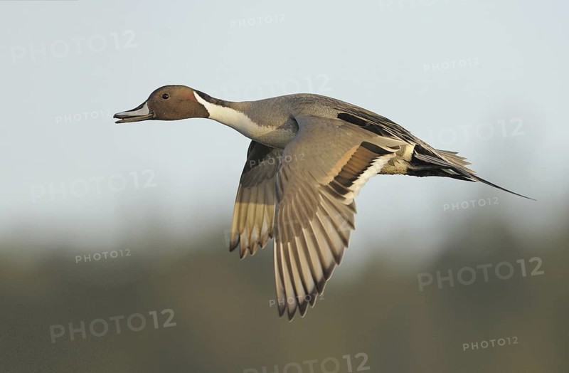 Northern Pintail (Anas acuta) male flying, British Columbia, Canada
