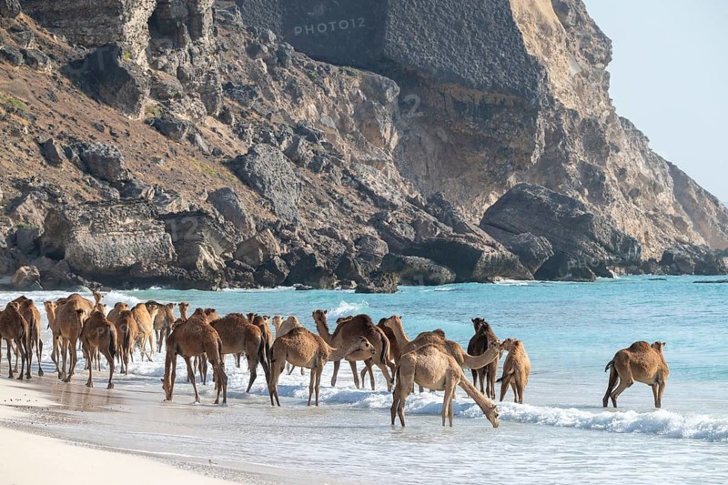 Dromedary (Camelus dromedarius), camels, bathing in the sea, Oman