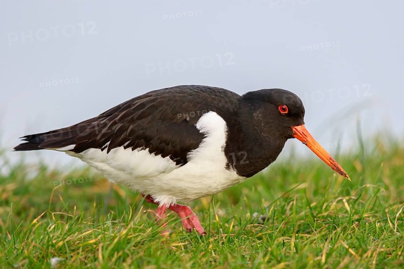Eurasian Oystercatcher (Haematopus ostralegus), Netherlands