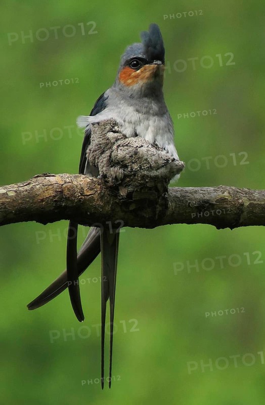 Crested Treeswift (Hemiprocne coronata) male with chick, Maharashtra, India