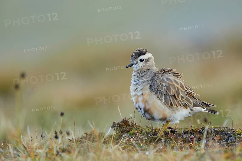 Eurasian Dotterel (Charadrius morinellus), Grisons, Switzerland