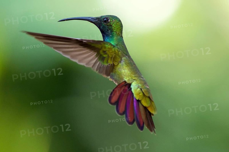 Green-breasted Mango (Anthracothorax prevostii) male flying, Peten, Guatemala