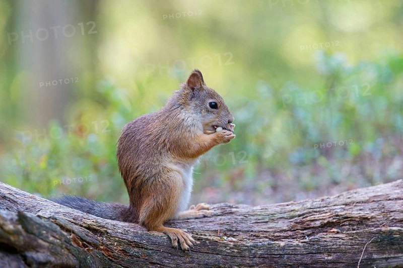 Squirrels, animals, mammals, squirrels, (Sciurus vulgaris vulgaris), Lentiira, Lentiira Kuhmo, Finland