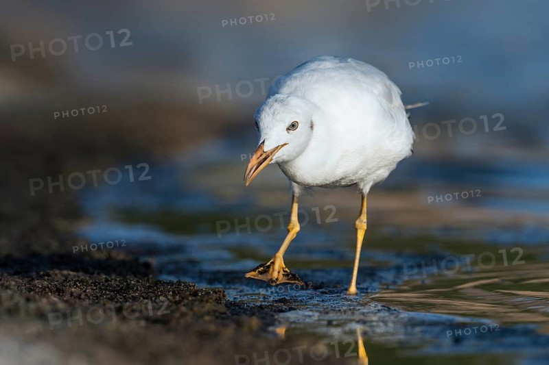 Slender-billed Gull (Chroicocephalus genei) foraging, Eilat, Israel