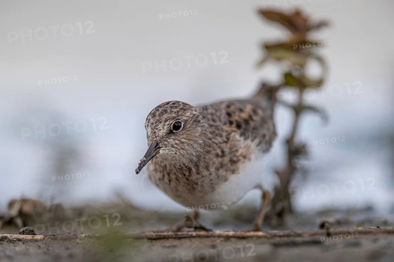 Temminck's Stint (Calidris temminckii) foraging, Schleswig-Holstein, Germany