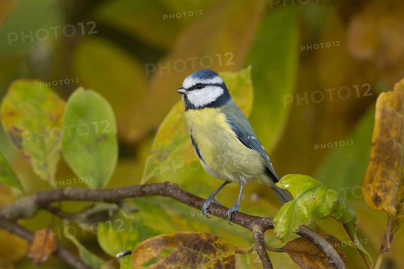 Blue tit (Cyanistes caeruleus) adult bird on a garden Magnolia tree with autumn colour leaves, Suffolk, England, United Kingdom