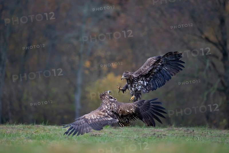 White-tailed eagle (Haliaeetus albicilla), juvenile, young white-tailed eagle in forest clearing with threatening gesture during approach, Podlaskie Voivodeship, Poland