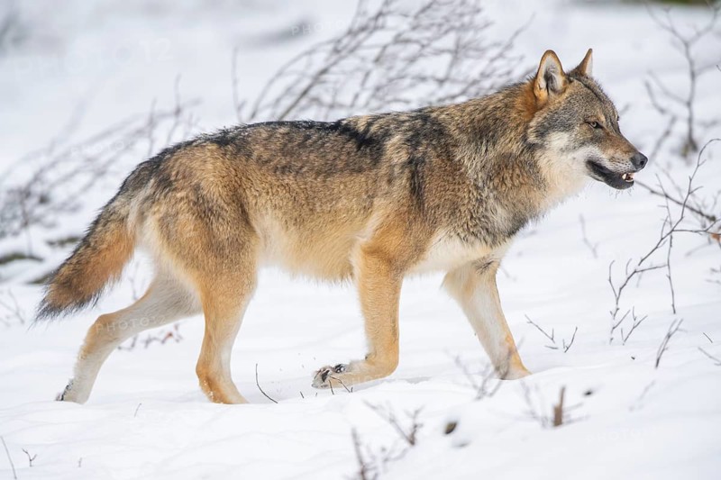 European gray wolf (Canis lupus lupus) walking in a forest in winter, snow, Bavaria, Germany