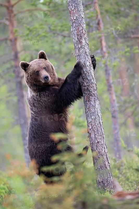 Brown bear (Ursus arctos) in the Finnish taiga, Kuusamo, Finland