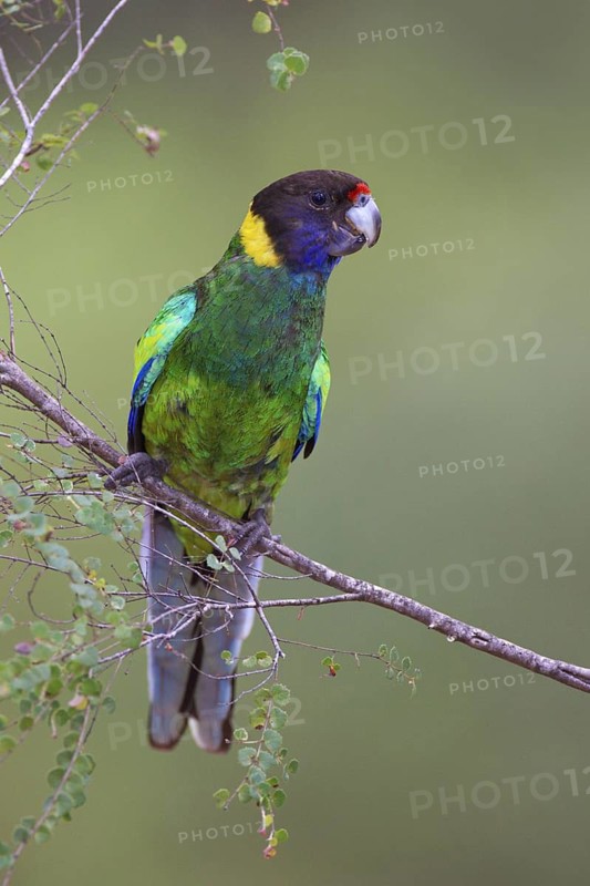 Twenty-eight Parrot (Barnardius zonarius semitorquatus), Western Australia, Australia