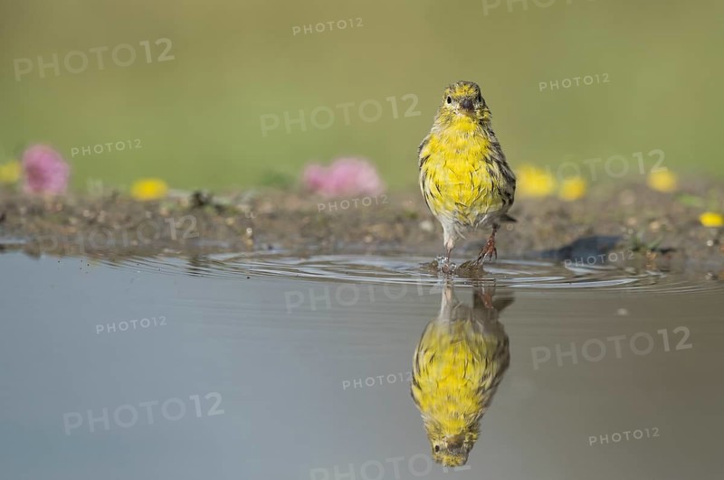 European Serin (Serinus serinus) male at waterhole, Aosta Valley, Italy