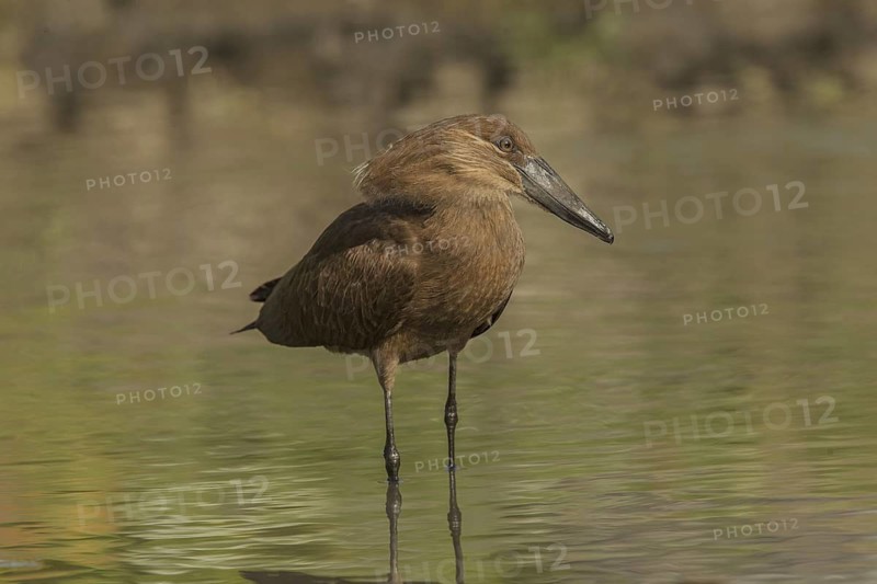 Hamerkop (Scopus umbretta), Gambia