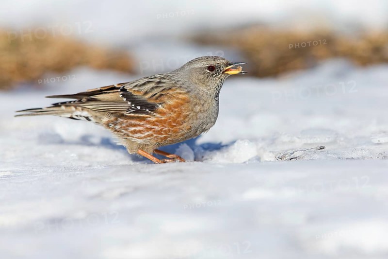 Alpenbraunelle, Alpine Accentor, Prunella collaris, Accenteur alpin, Acentor Alpino