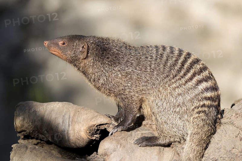 An adult zebra mongoose (Mungos mungo) sits on a hollow, fallen tree trunk in the soft morning light. East, Southeast and South-Central Africa