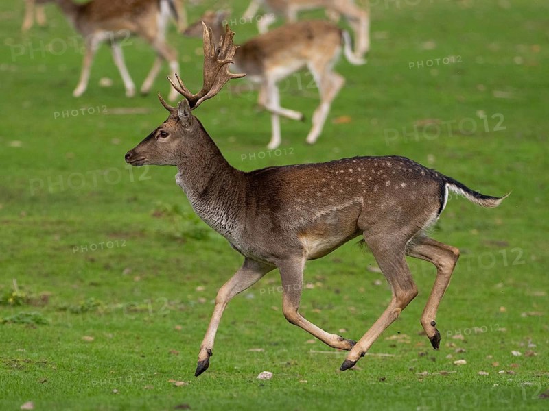 Young fallow deer running, North Rhine-Westphalia, Germany