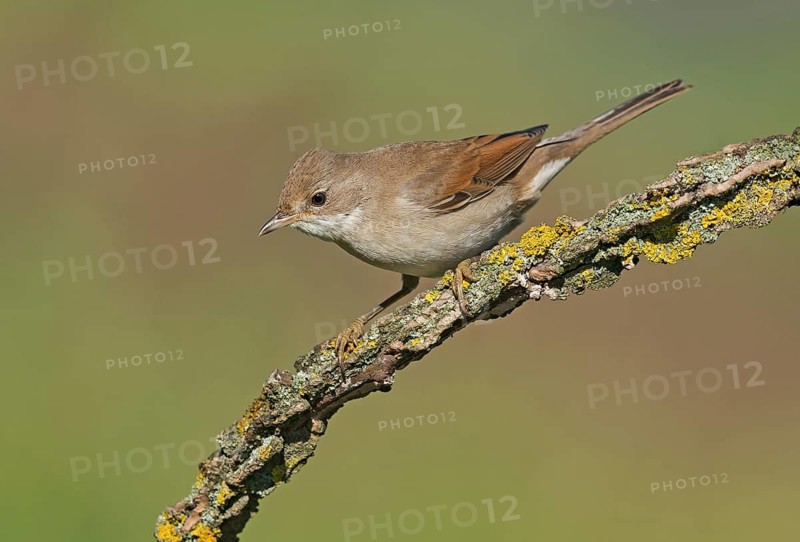 Common Whitethroat (Sylvia communis) perched on lichen branch, Aosta Valley, Italy
