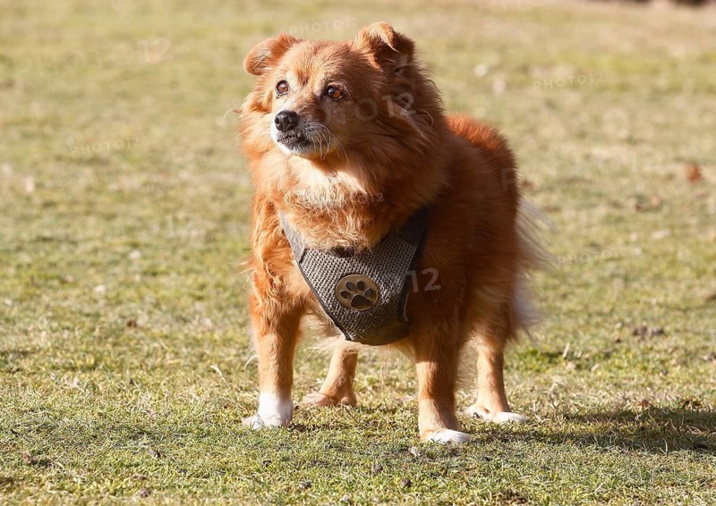 Chihuahua-Spitz crossbreed (Canis lupus familiaris), standing from the front on the meadow, North Rhine-Westphalia, Germany