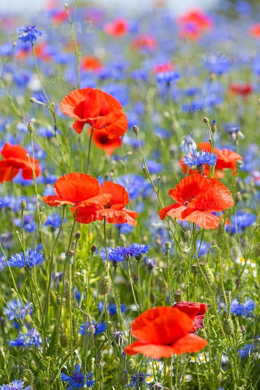 Cornflowers (Centaurea cyanus) and poppies (Papaver) blooming at the edge of a faded rape field (Brassica napus), Saxon Elbland, Saxony, Germany