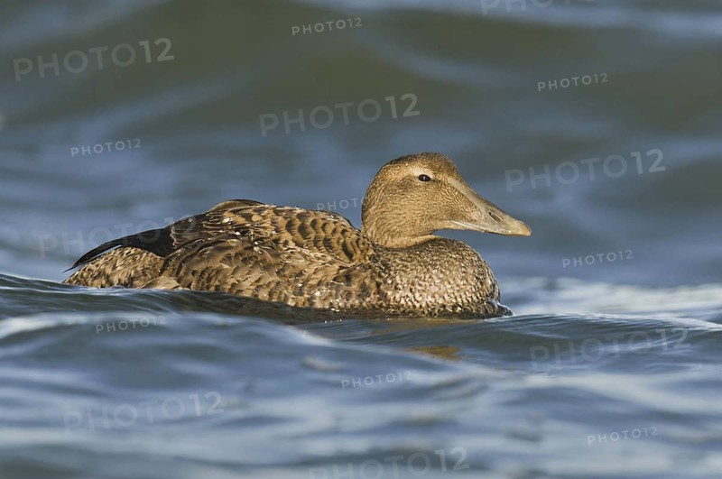 Common Eider (Somateria mollissima) female, New Jersey, USA