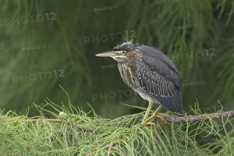 Green Heron (Butorides virescens), Florida, USA
