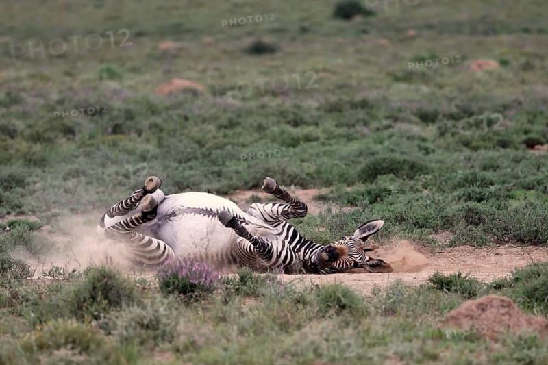 Cape Mountain Zebra (Equus zebra), adult, sand bath, Mountain Zebra National Park, Eastern Cape, South Africa