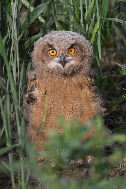 Eurasian eagle-owl (Bubo bubo), young European eagle-owl owlet sitting exposed on the ground in grassland, meadow in summer