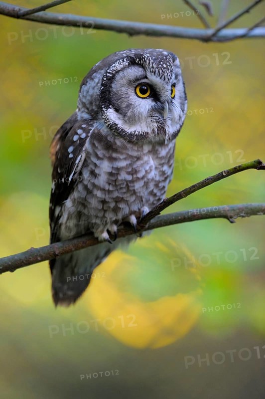 Rauhfusskauz (Aegolius funereus), Boreal owl, adultes Tier, aufmerksam, erschreckt, Oktober, captive, Nationalpark Bayerischer Wald, Bayern, Deutschland