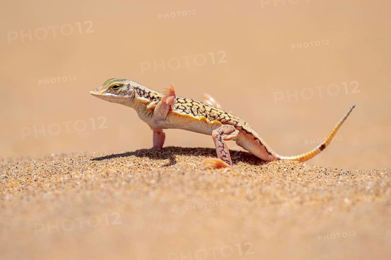 Shovel-nosed lizard (Meroles anchietae), in the sand, stretching its legs in the air to cool off, Namib Desert, Namib Naukluft Park, Namibia