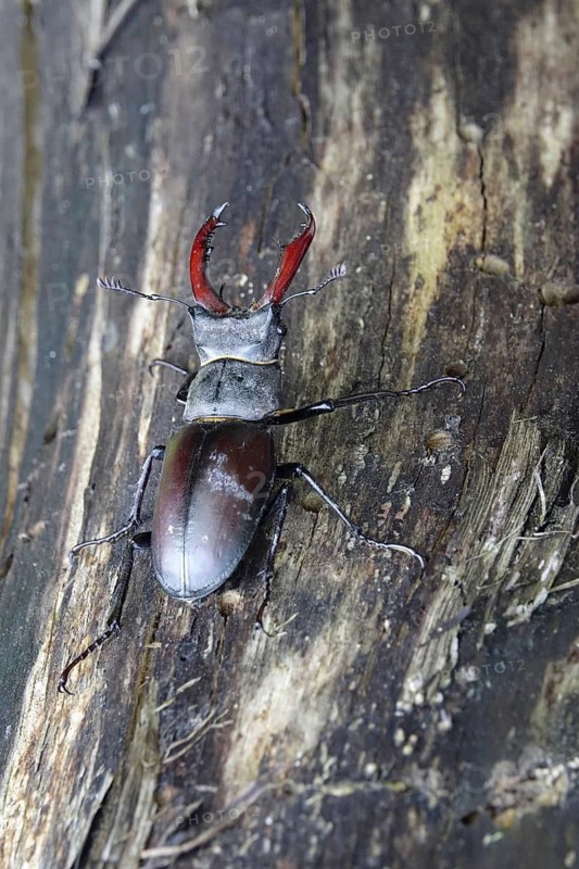 Fascinating stag beetle (Lucanus cervus), insect of the year 2012, June, Saxony, Germany