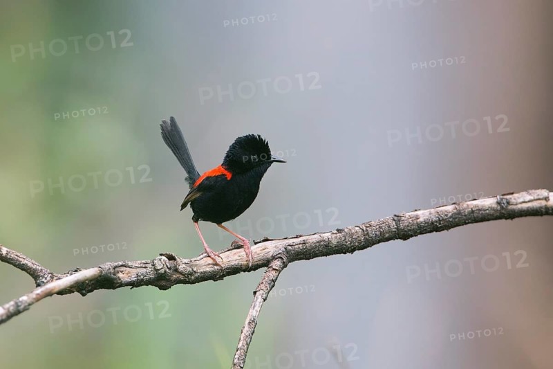 Red-backed Fairywren (Malurus melanocephalus) male perched on a branch, Queensland, Australia