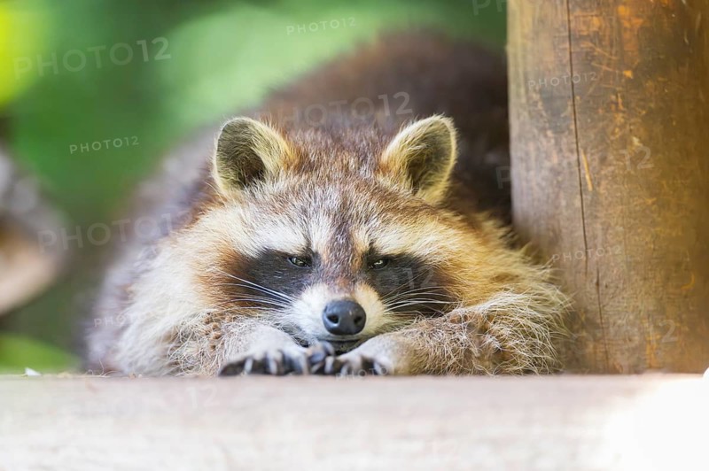 Common raccoon (Procyon lotor) lying on the ground, Bavaria, Germany