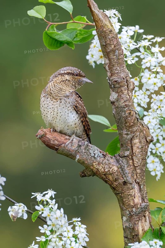 Eurasian wryneck (Jynx torquilia), Limbach, Burgenland, Austria