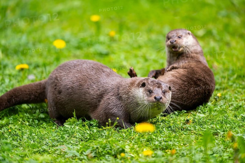 Eurasian otter (Lutra lutra) playing with each other in the grass, Bavaria, Germany