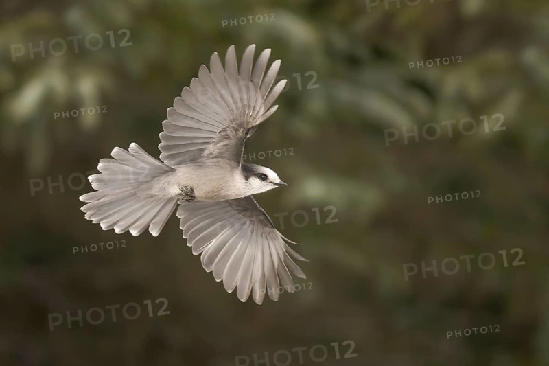 Grey Jay (Perisoreus canadensis) flying, Alaska, USA