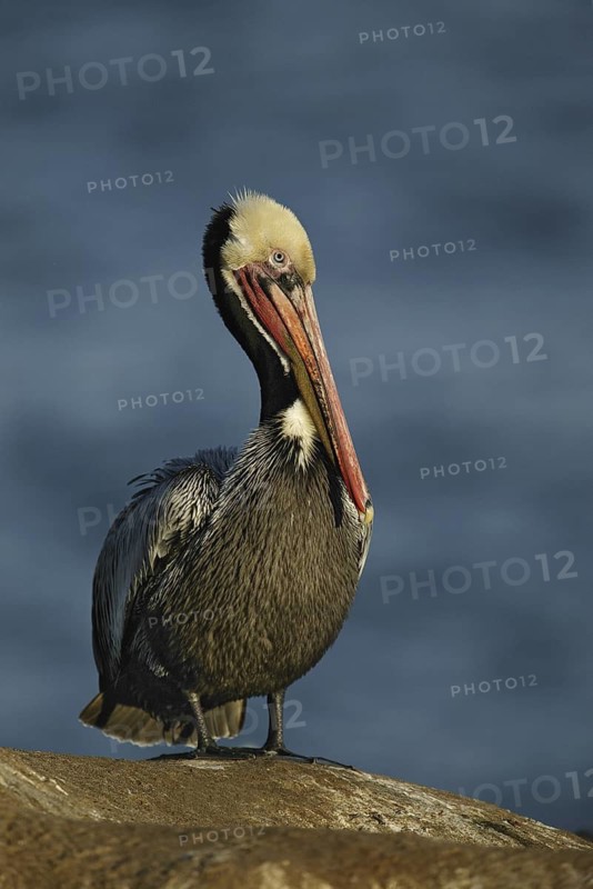 Brown Pelican (Pelecanus occidentalis), California, USA