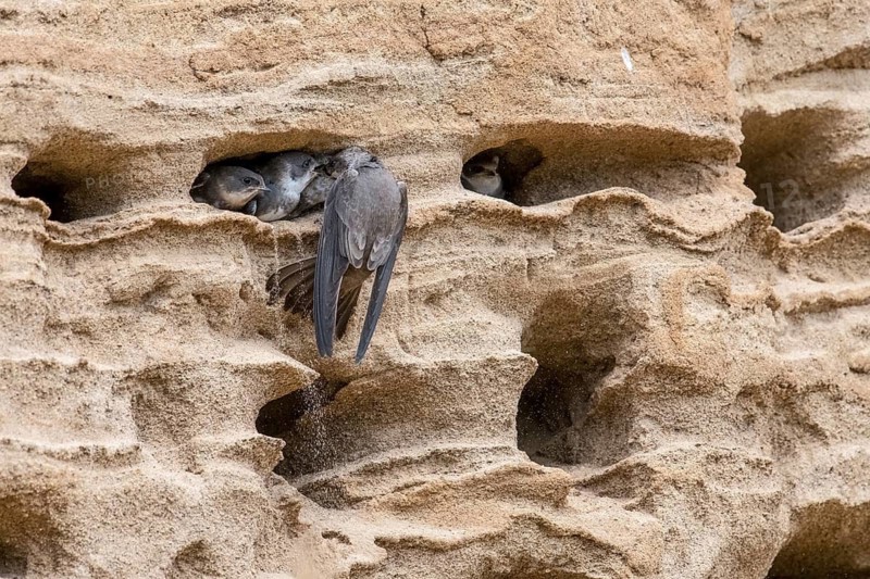 Sand martin (Riparia riparia) nesting in a sand pit Sand excavation and feeding chicks in a nest in a sandy rock face, Osnabrücker Land, Lower Saxony, Germany