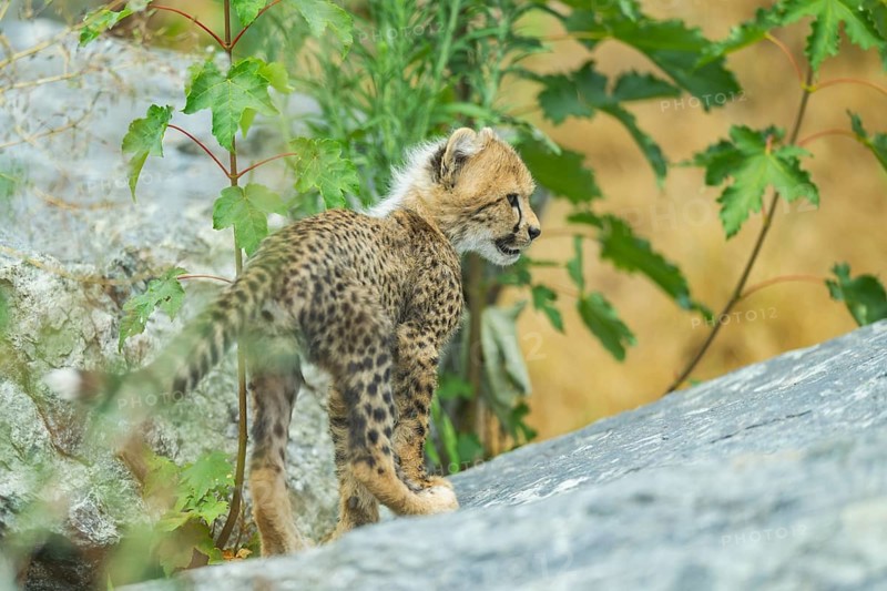 Cheetah (Acinonyx jubatus) youngster walking on a rock, captive, occurrence Africa